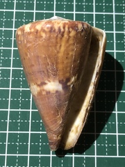 Conus capitaneus