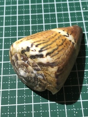 Conus capitaneus