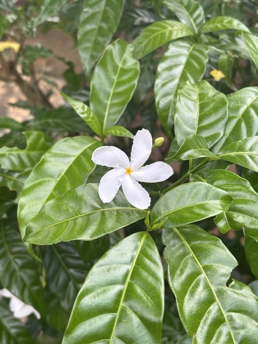 Tabernaemontana divaricata