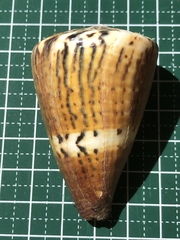 Conus capitaneus