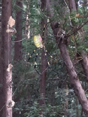 Trichonephila clavata