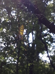 Trichonephila clavata