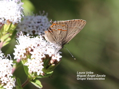 Electrostrymon guzanta