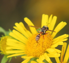 Physocephala vittata