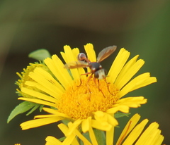 Physocephala vittata
