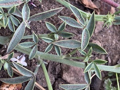 Indigofera complanata