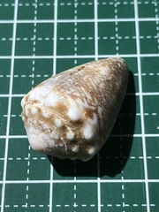 Conus