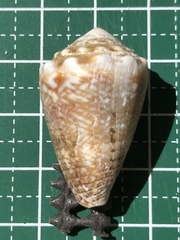 Conus