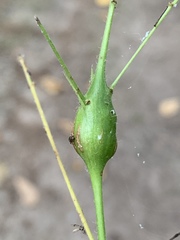 Neolasioptera desmodii