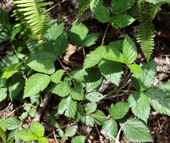Rubus argutus, photograph nmoorhatch, CC BY, iNaturalist via GBIF