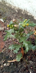 Senecio vulgaris