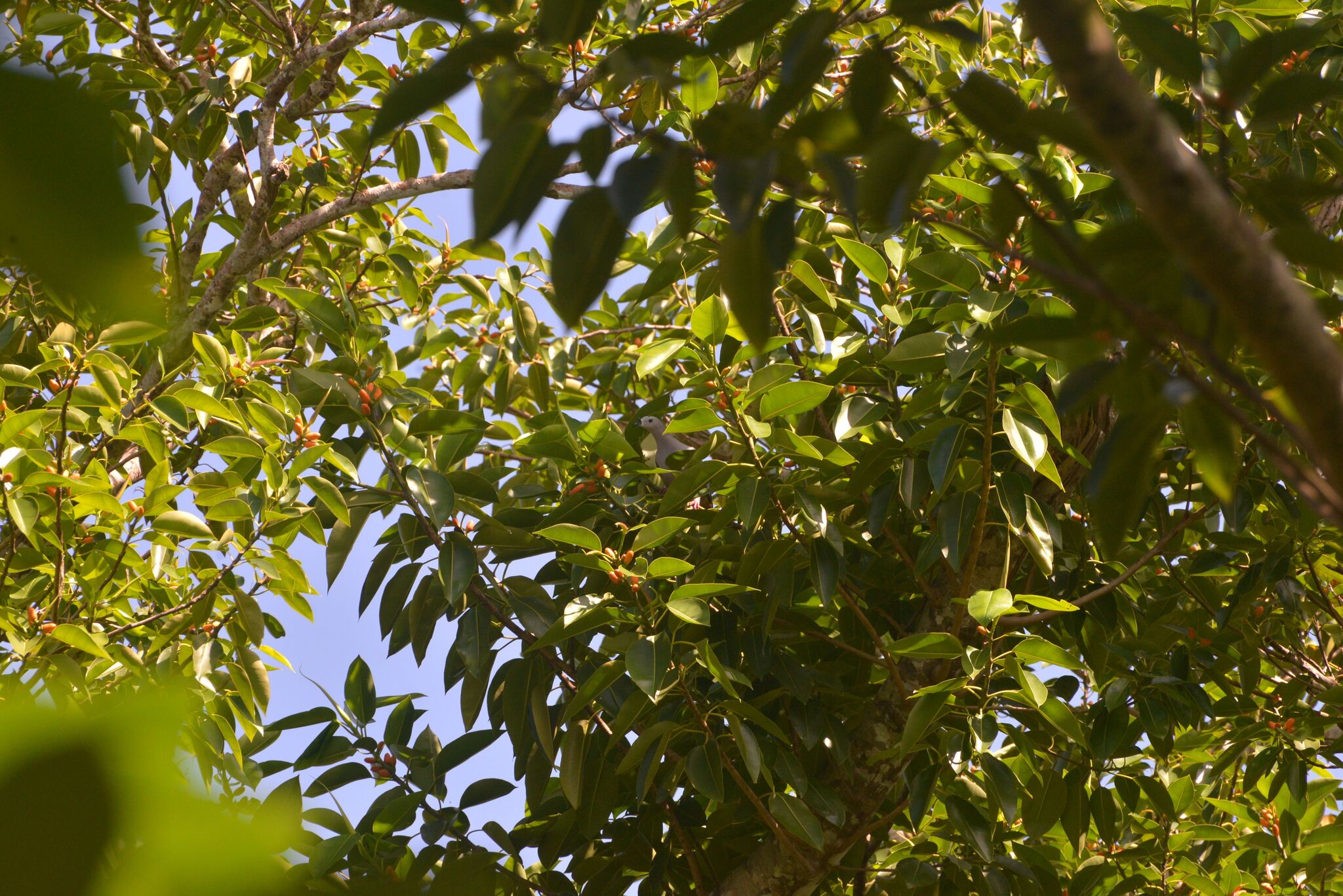 Pacific Imperial Pigeon (Ducula pacifica), photo 6