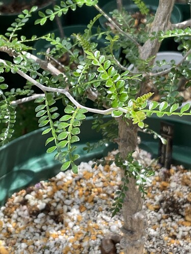 Operculicarya pachypus