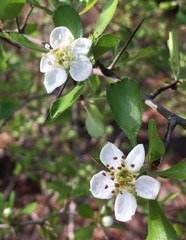 Crataegus quaesita