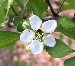 Crataegus quaesita