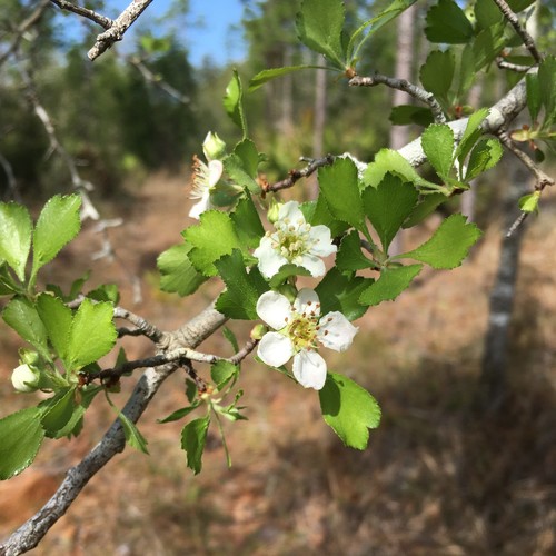Florida Hawthorn (Crataegus quaesita)