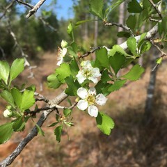 Crataegus quaesita