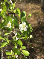 Crataegus quaesita