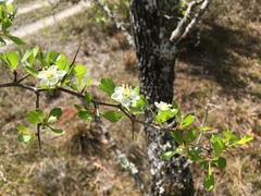 Crataegus quaesita