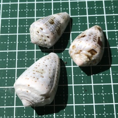 Conus coronatus