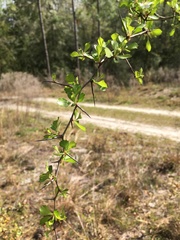 Crataegus quaesita