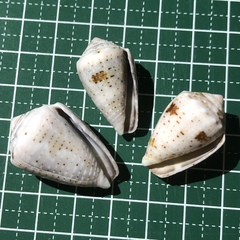 Conus coronatus