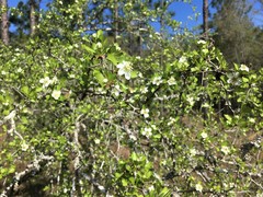 Crataegus quaesita