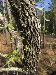 Crataegus quaesita