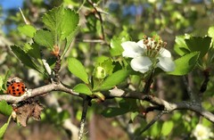 Crataegus quaesita