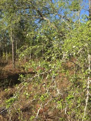 Crataegus quaesita