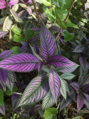 Strobilanthes auriculata dyeriana