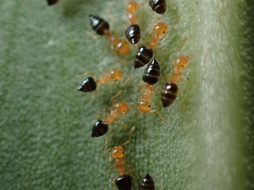 Crematogaster bicolorCrematogaster bicolor