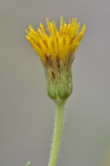 Heterotheca oregona