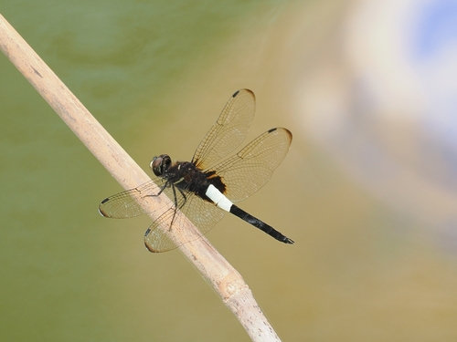 Pied Skimmer