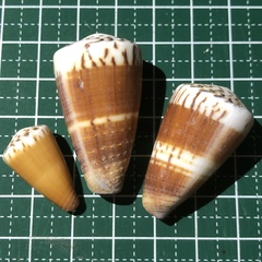 Conus planorbis
