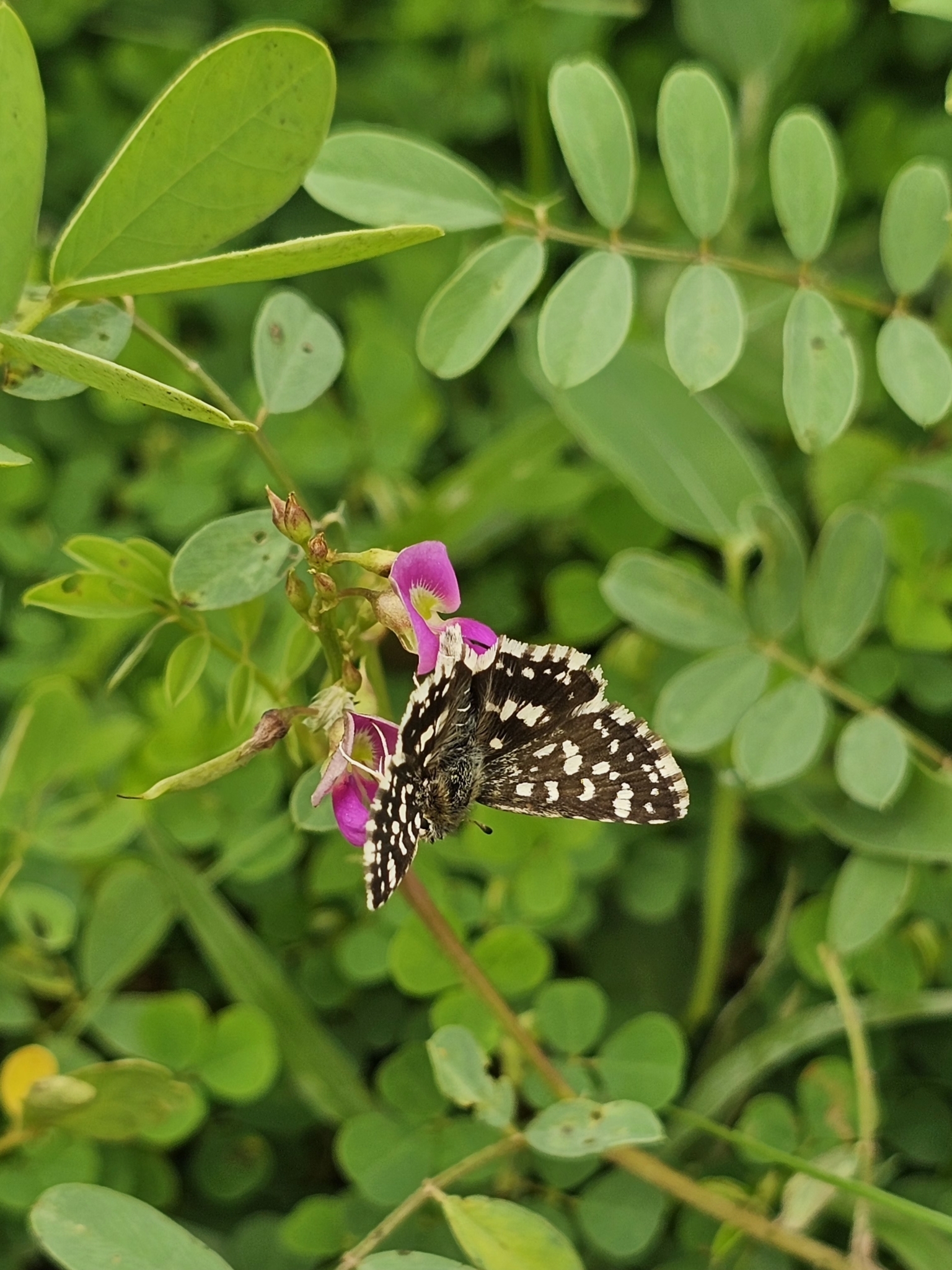 Asian Grizzled Skipper