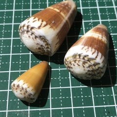 Conus planorbis