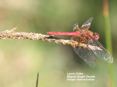 Sympetrum illotum