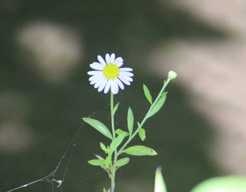 Field aster (Aster yomena)