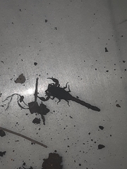 Pseudolychas pegleri