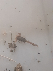 Pseudolychas pegleri