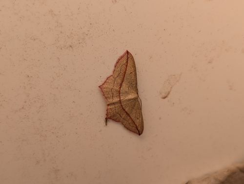Timandra comae