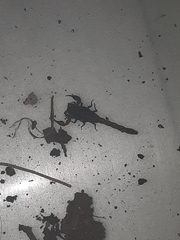 Pseudolychas pegleri