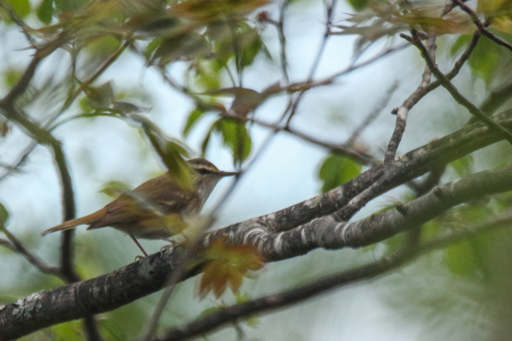 Sakhalin Leaf Warbler