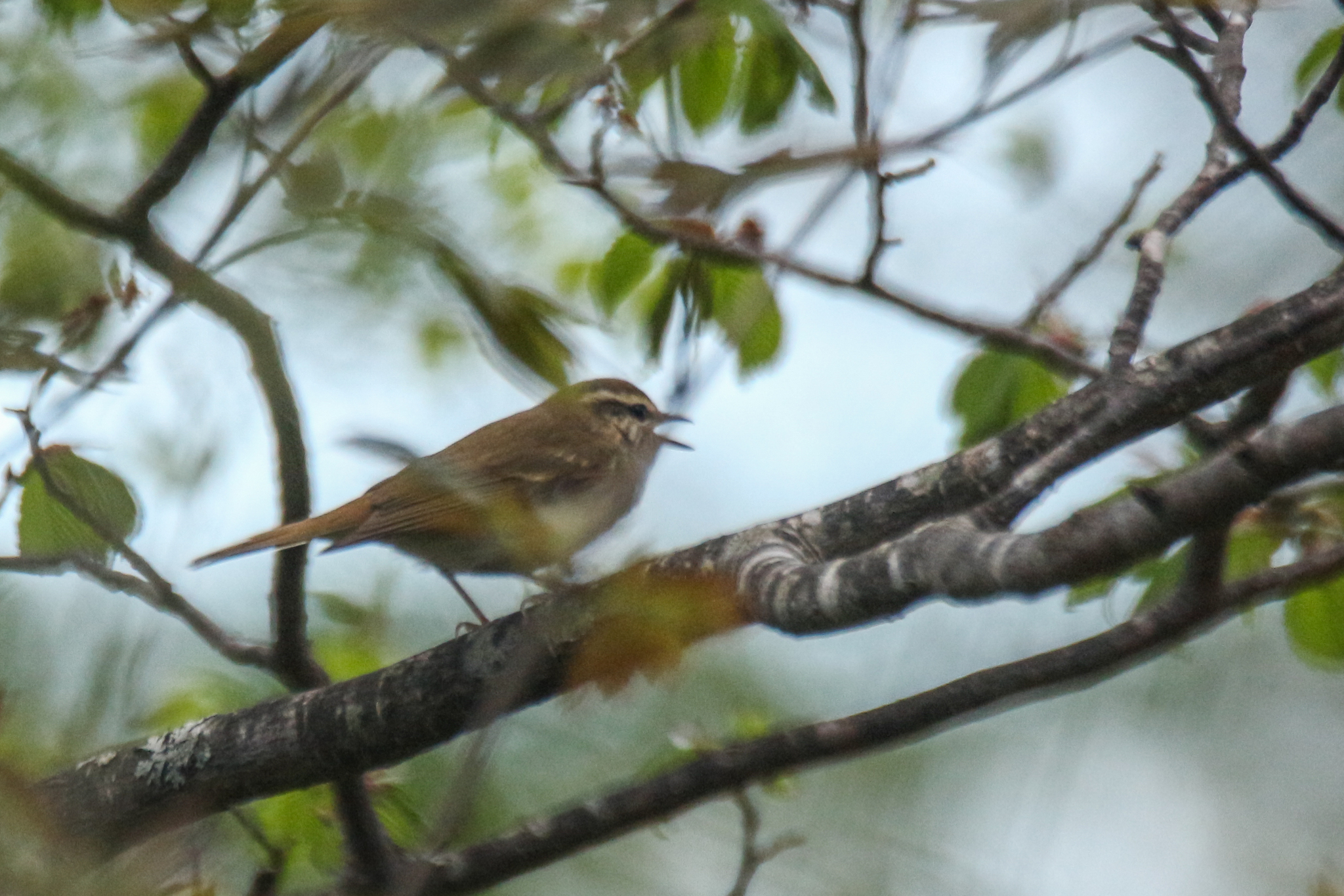 Sakhalin Leaf Warbler