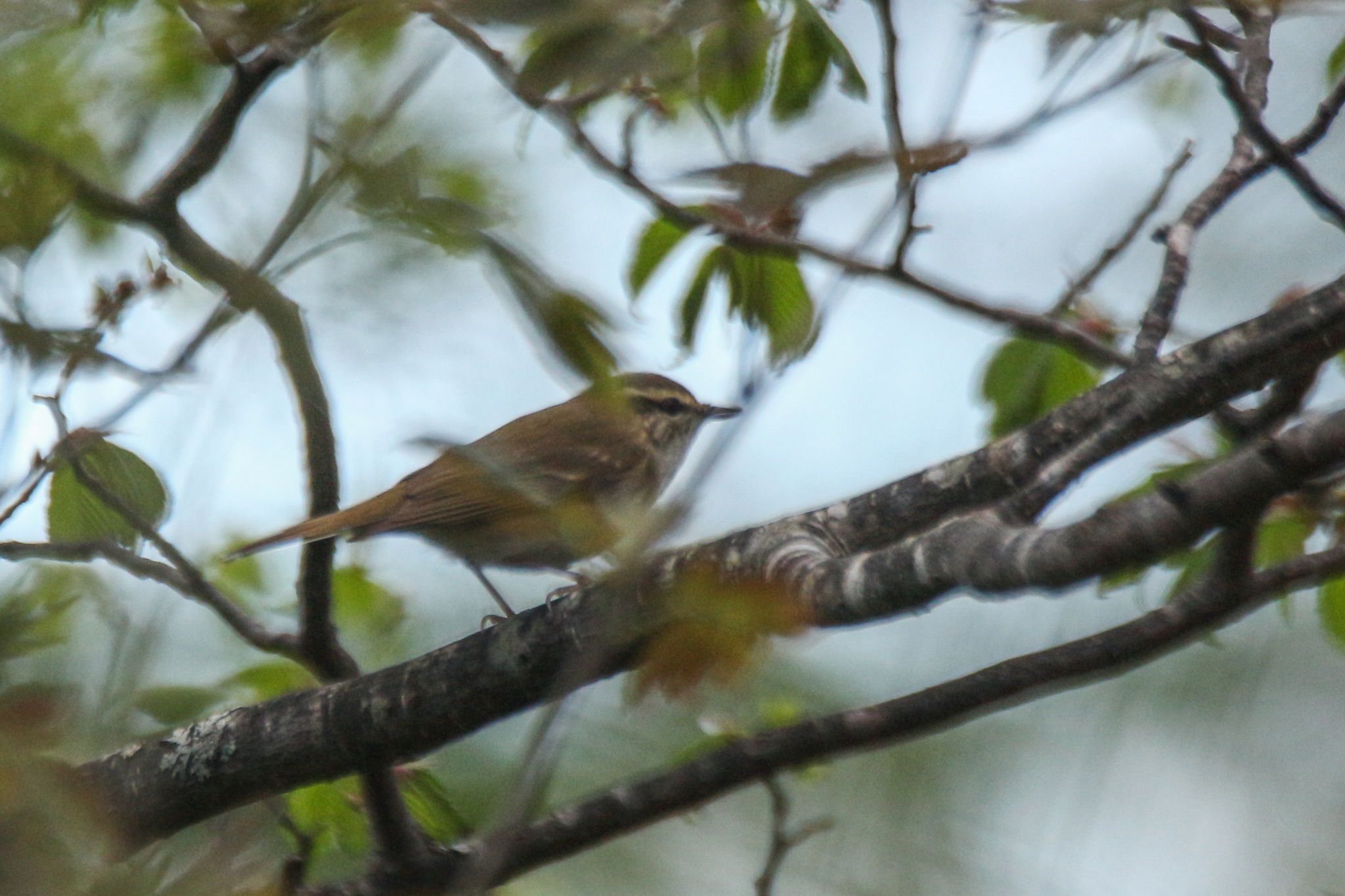 Sakhalin Leaf Warbler