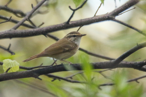 Sakhalin Leaf Warbler (Phylloscopus borealoides), photo 7