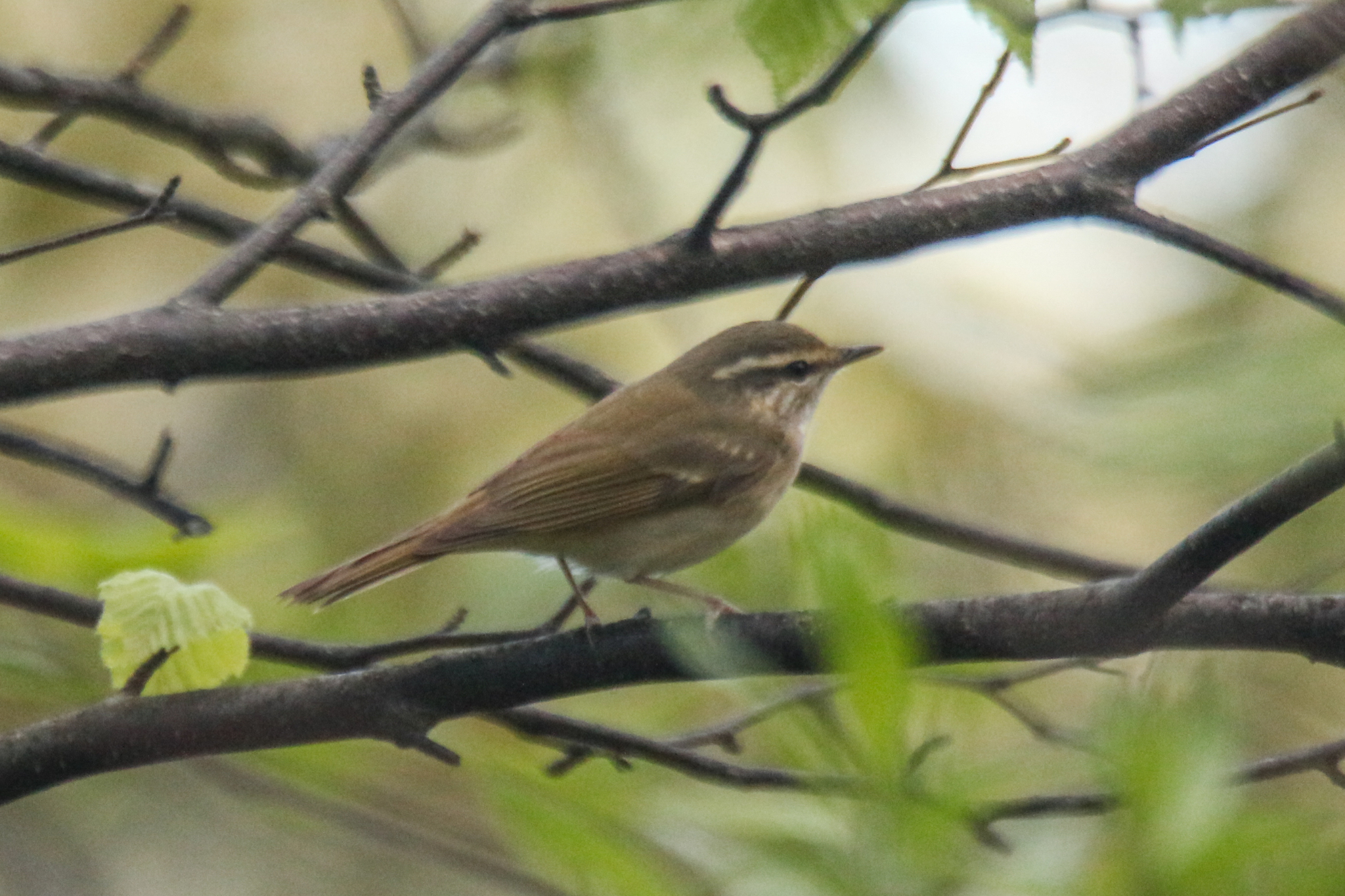 Sakhalin Leaf Warbler