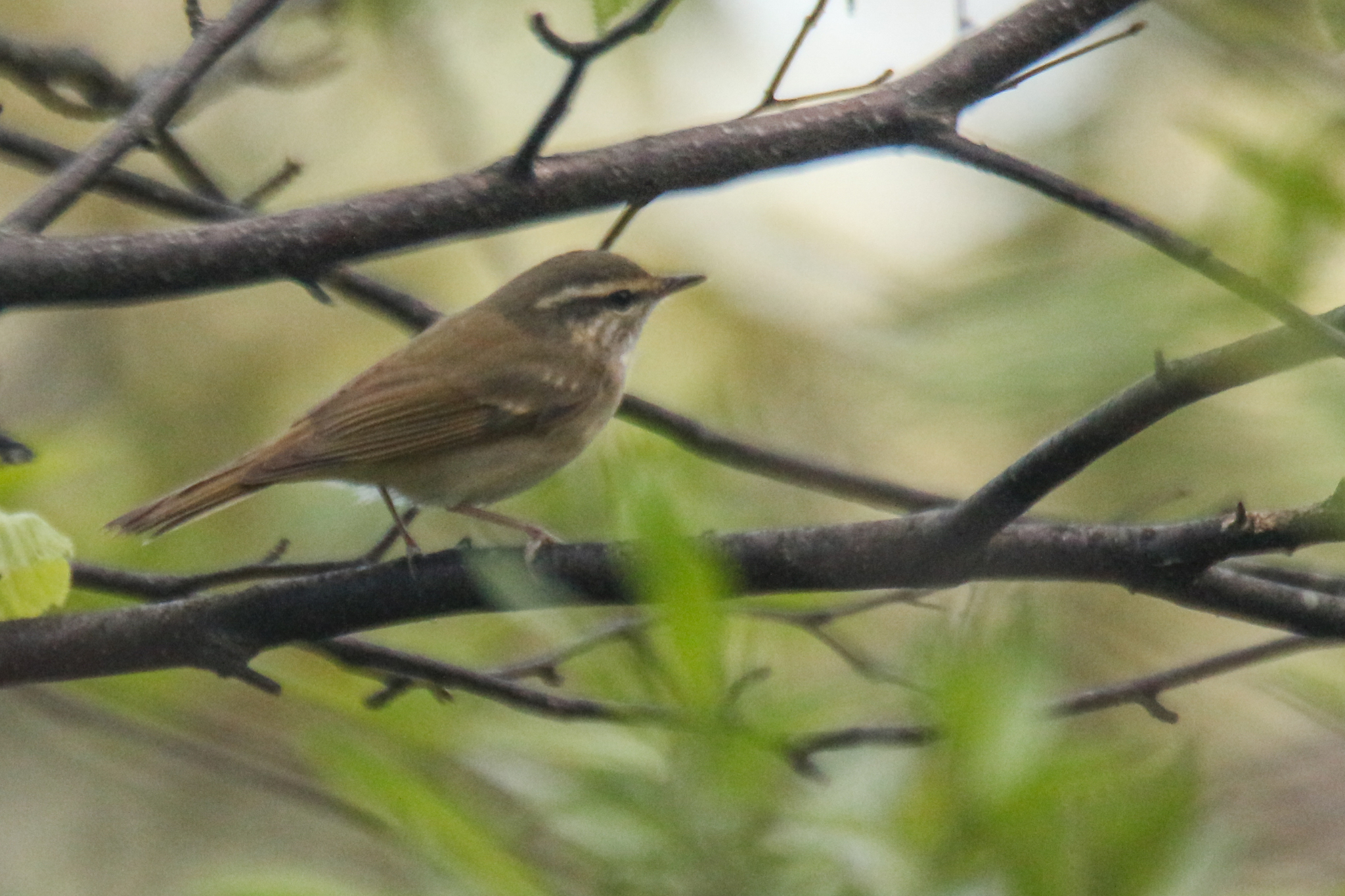 Sakhalin Leaf Warbler