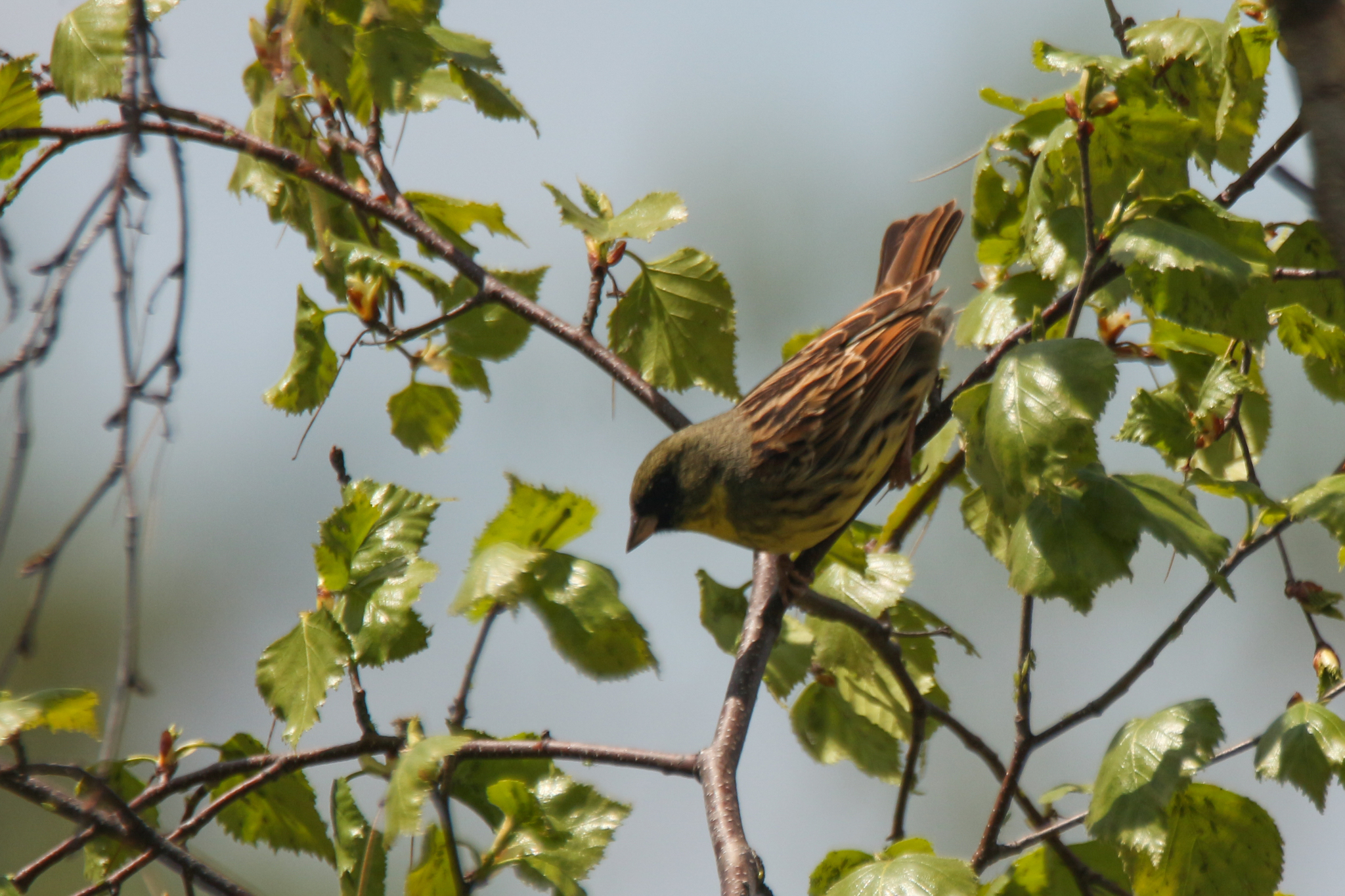 Masked Bunting